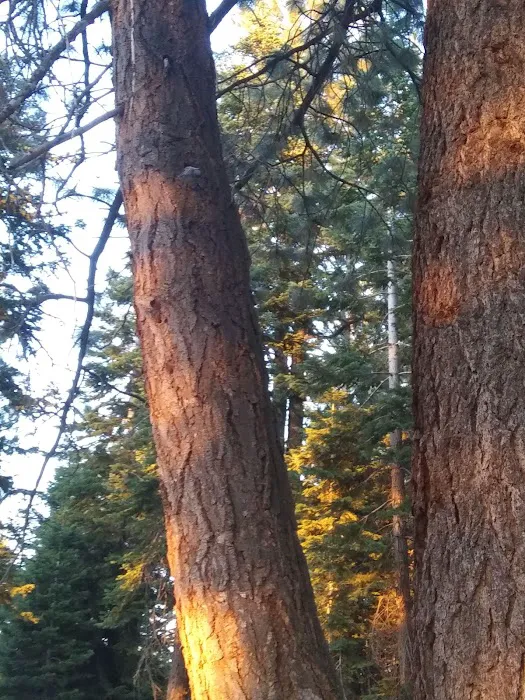 Bear Valley Campground Picture 10