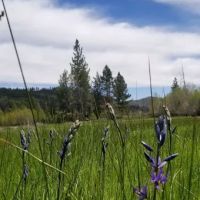 Bear Valley Campground ico