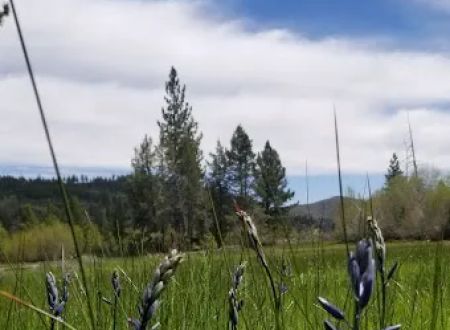 Bear Valley Campground