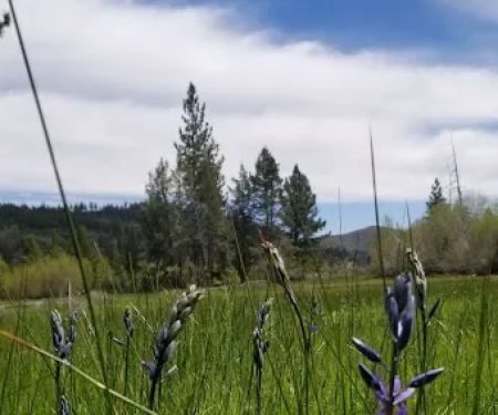 Bear Valley Campground