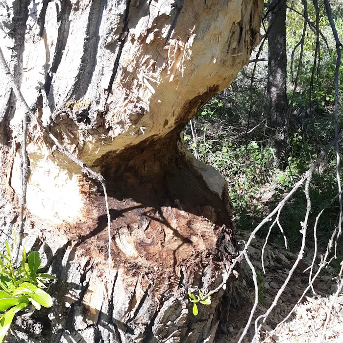 Granite Flat Campground Picture 8