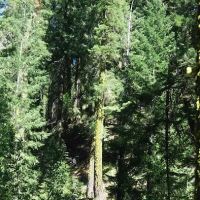 Sierra Campground ico