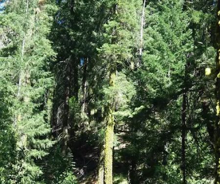 Sierra Campground