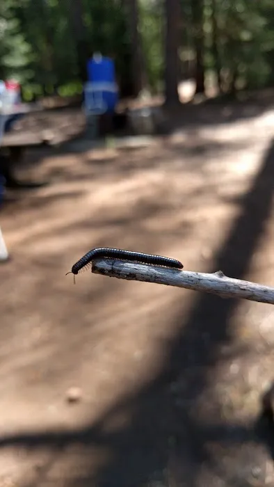 Chapman Creek Campground Picture 6