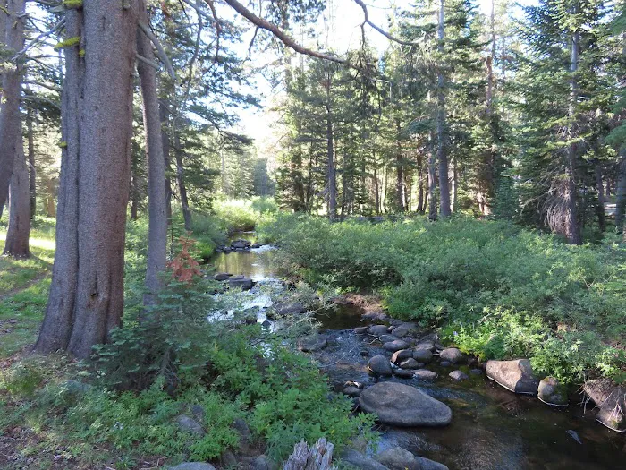Woods Lake Campground Picture 7