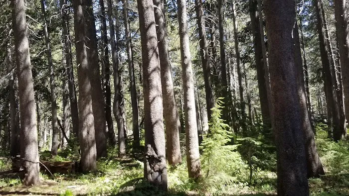 Damsite Campground Picture 5