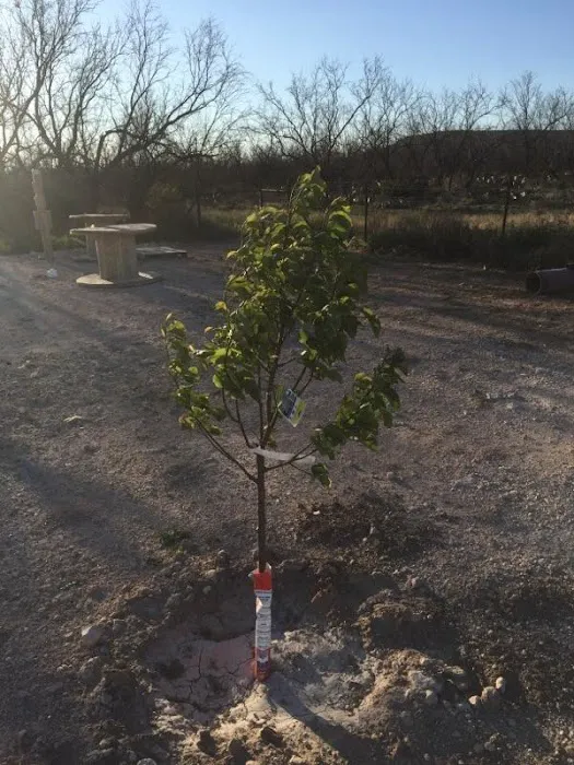 West Concho RV Picture 4