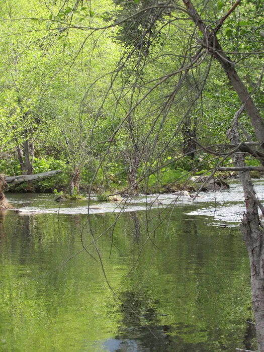 White Azalea Campground Picture 7