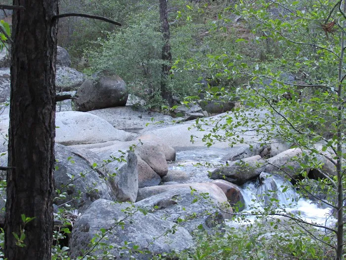 White Azalea Campground Picture 5