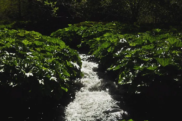 White Azalea Campground Picture 1