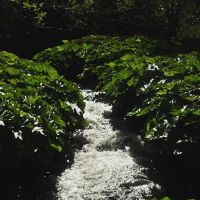 White Azalea Campground ico