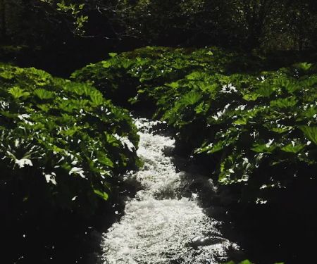 White Azalea Campground