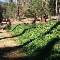 Alder Creek Campground ico