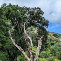Upper Oso Campground ico