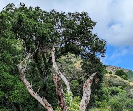 Upper Oso Campground
