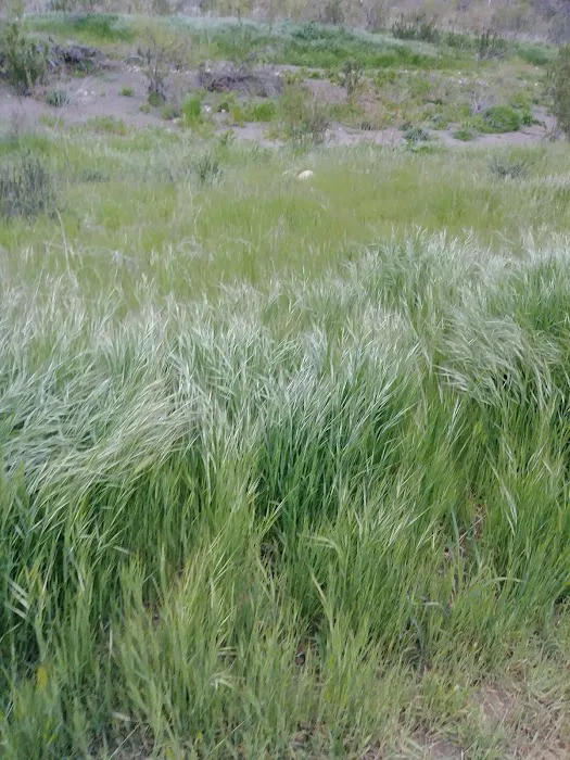 Sage Hill Campground Picture 7