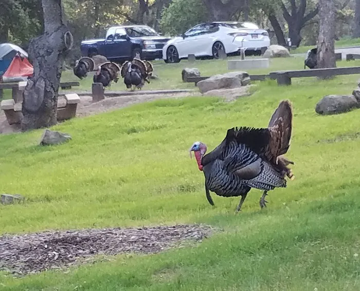 Los Prietos Campground Picture 1