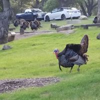 Los Prietos Campground ico