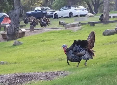 Los Prietos Campground