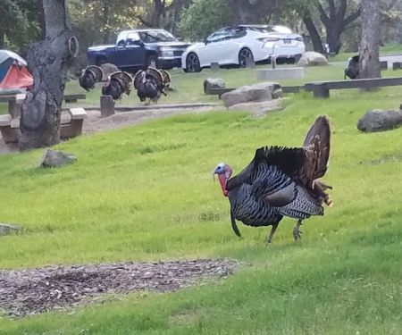 Los Prietos Campground