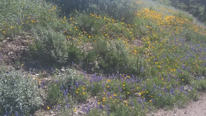 Los Prietos Campground Picture 7