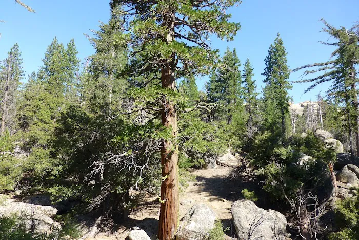 Mission Pine Spring Camp Picture 2