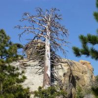 Mission Pine Spring Camp ico