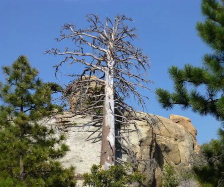Mission Pine Spring Camp