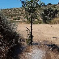 Oak Springs Campground ico