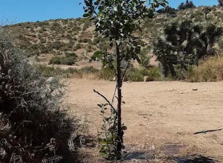 Oak Springs Campground