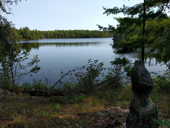Brown Lake B3 Backcountry Campsite Picture 1
