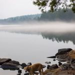 BWCA Campsite #726