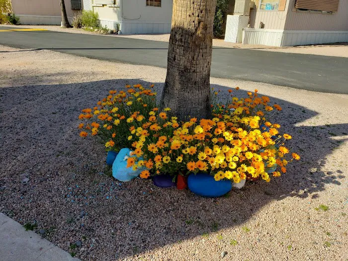 Arizona RV & Mobile Home Park Picture 10