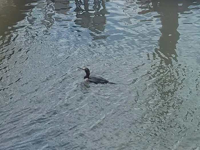 Santa Cruz Harbor RV Park Picture 7