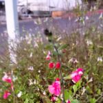 Santa Cruz Harbor RV Park