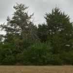 Manns Cove Campground