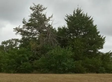 Manns Cove Campground