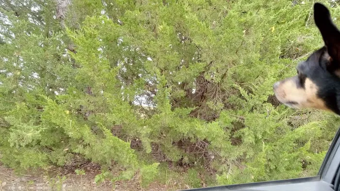 Manns Cove Campground Picture 10