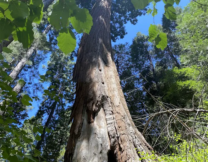 Coy Flat Campground Picture 4