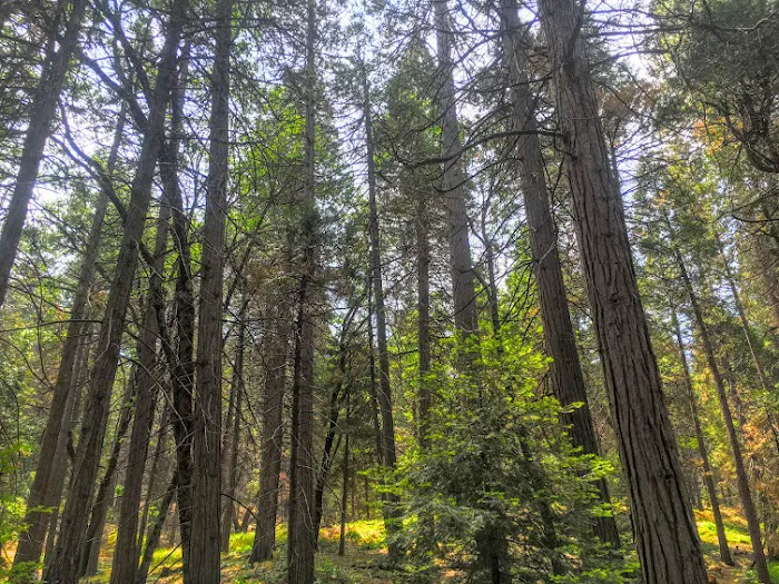 Coy Flat Campground Picture 8