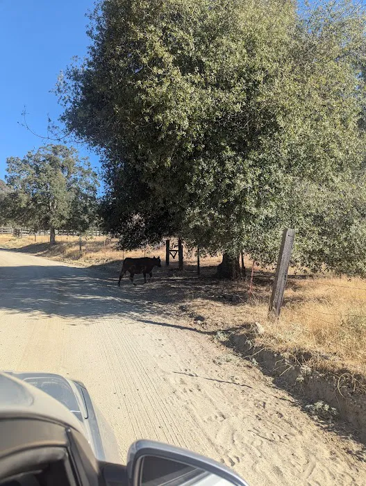 Cholollo Campground Picture 5