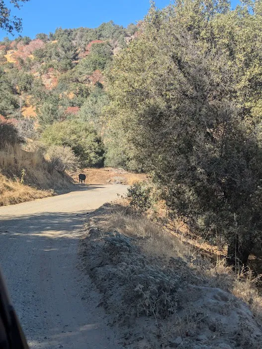 Cholollo Campground Picture 3