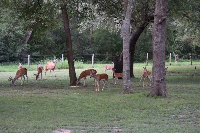 Shady Oaks RV Park & Campground Picture 2