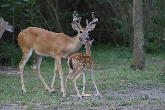 Shady Oaks RV Park & Campground Picture 8