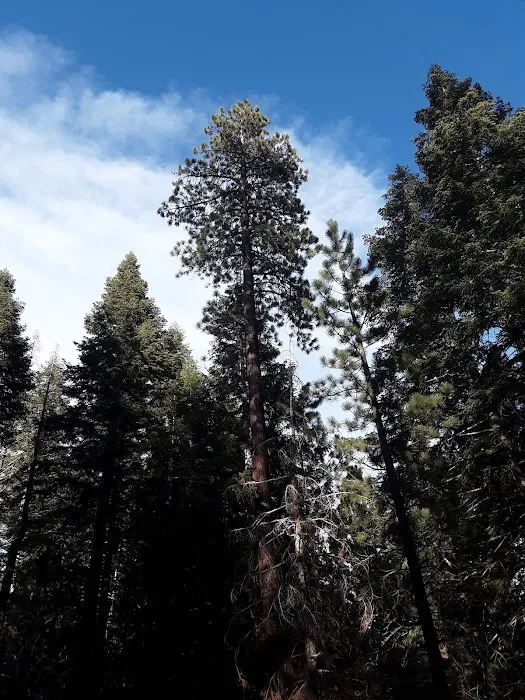 Upper Peppermint Dispersed Area Picture 8