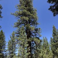 Troy Meadow Campground ico