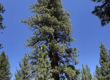 Troy Meadow Campground