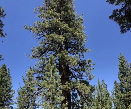 Troy Meadow Campground