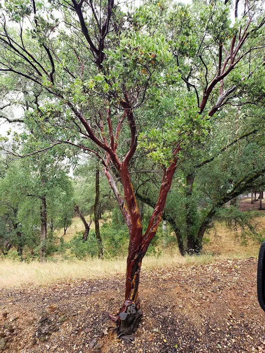 Moccasin Campground - Don Pedro Lake Picture 8