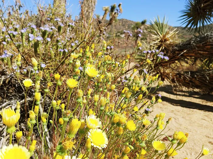 Black Rock Canyon Campground Picture 10